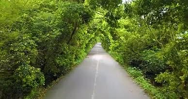 乡间树林小路林间小道航拍视频的预览图